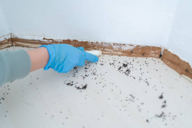 Best Wasp Removal Services  in Stewart Manor, NY